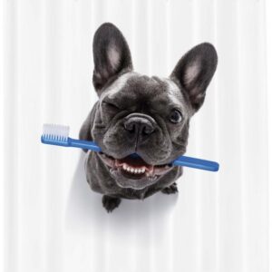 Abakuhaus Duschvorhang Moderner Digitaldruck mit 12 Haken auf Stoff Wasser Resistent Breite 175 cm, Höhe 180 cm, Bulldogge Lustiger Hund mit Zahnbürste